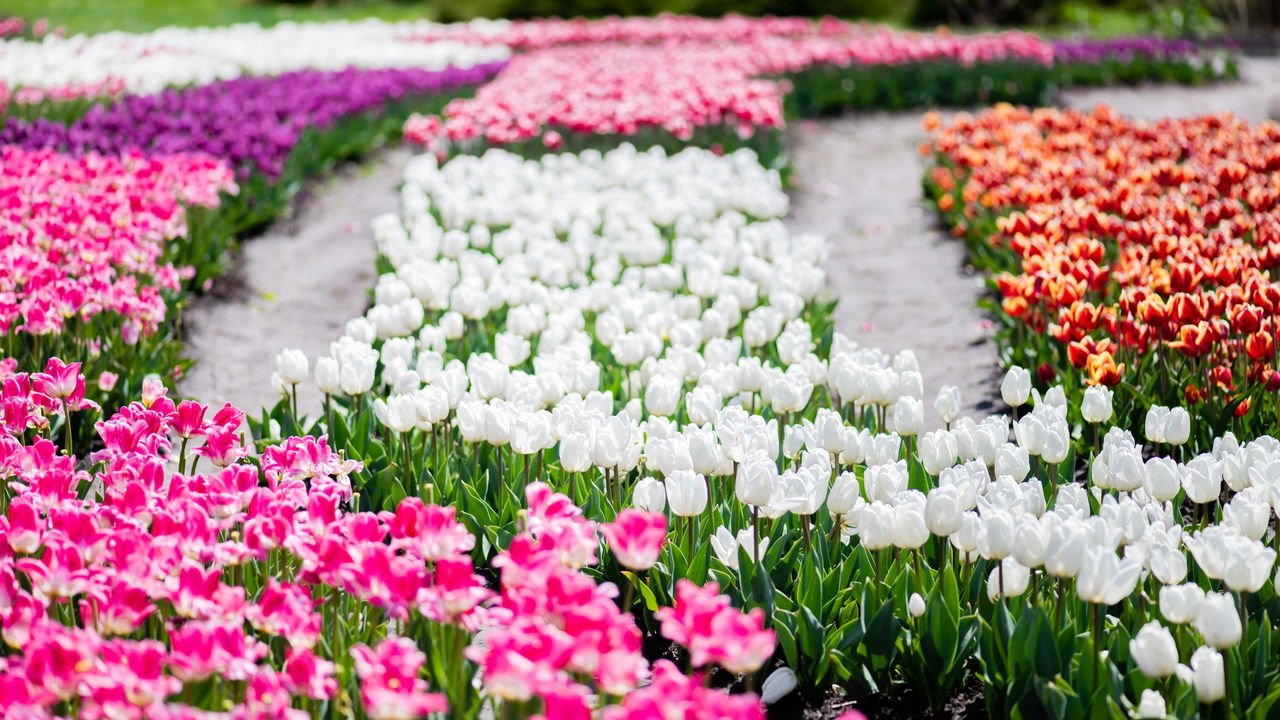 flores perenes vs anuais qual escolher