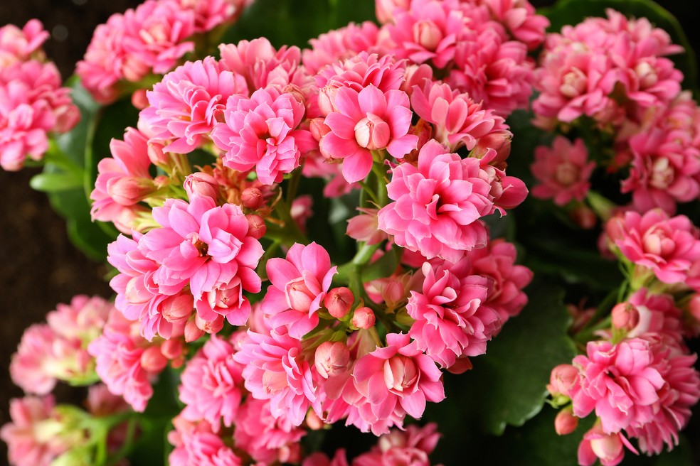 plantas que florescem o ano inteiro