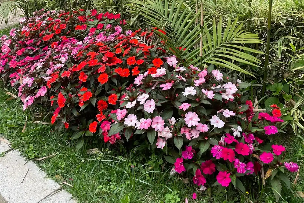 jardim sempre florido