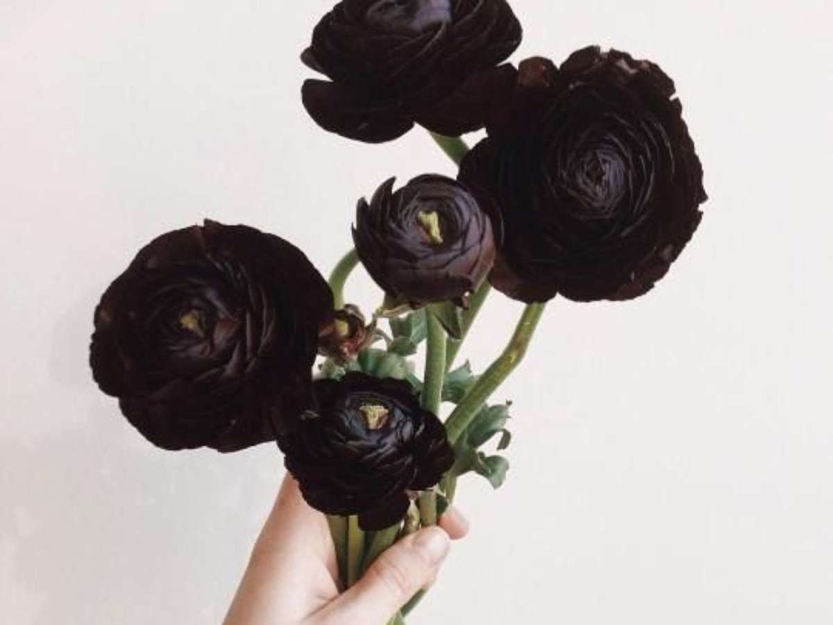 flores pretas para jardim inspiração