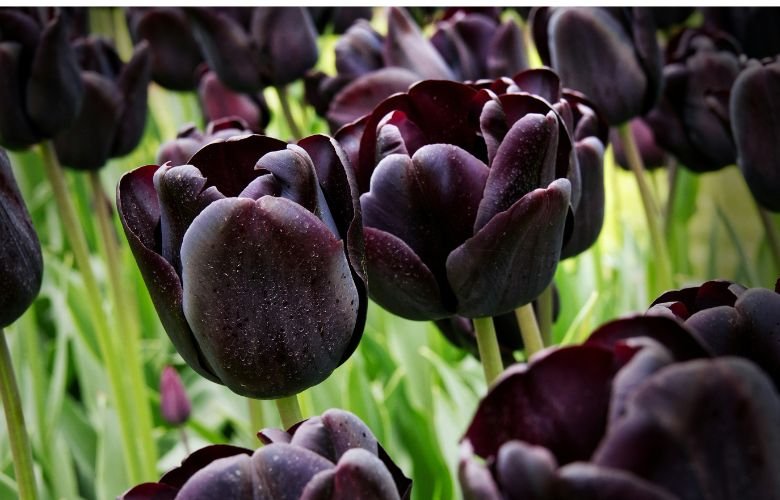 flores pretas naturais