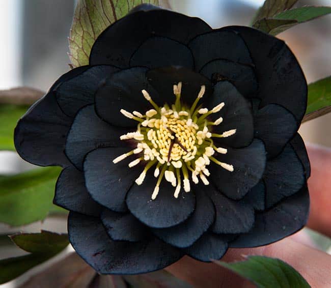 flores para decoração escuras