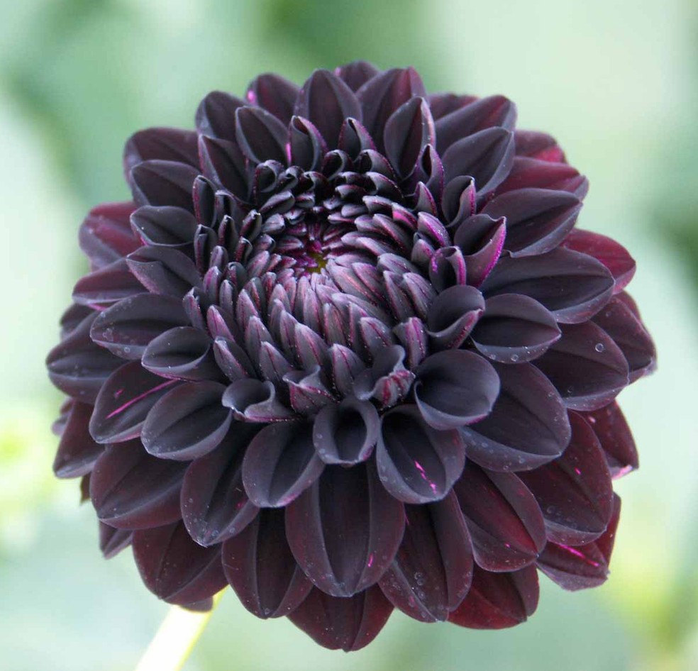 cultivo flores pretas