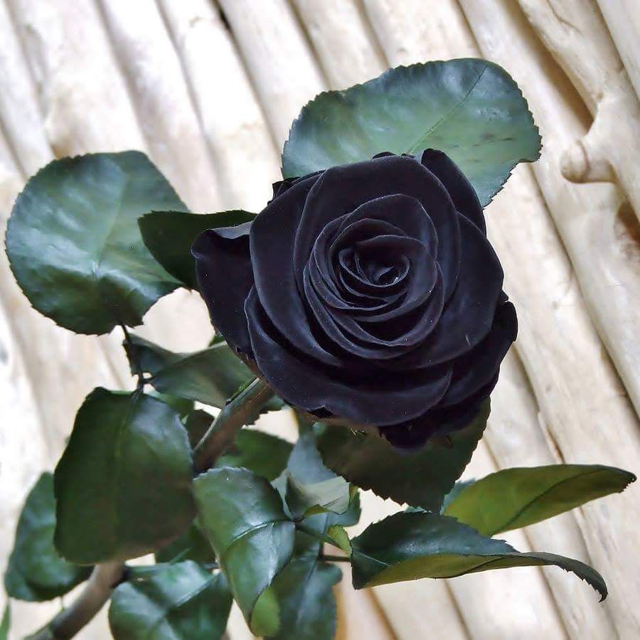 cultivo flores pretas