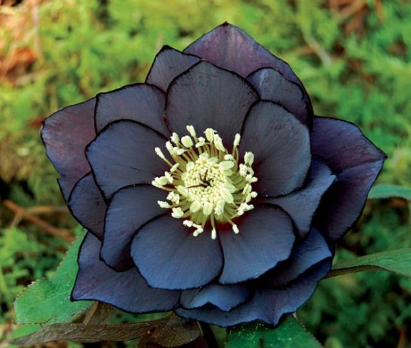 tipos de flores pretas