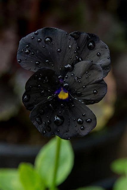 flores exóticas escuras