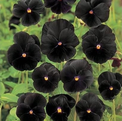 jardim gótico flores