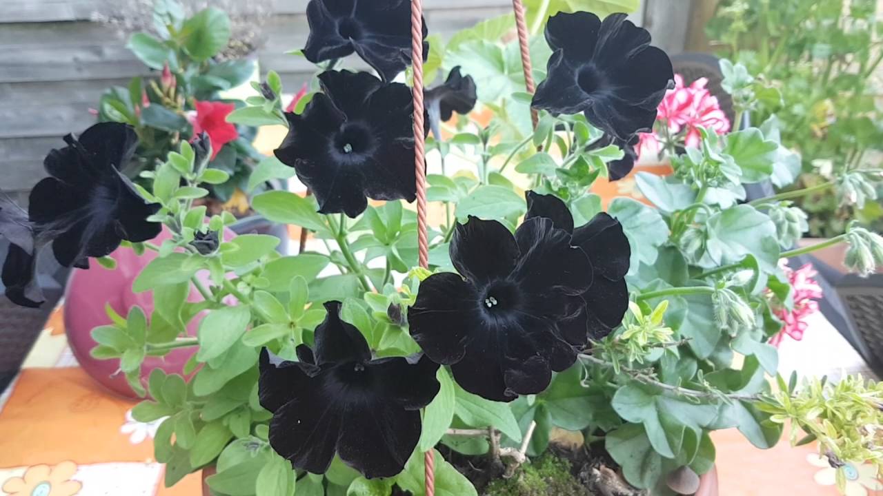flores com pétalas pretas