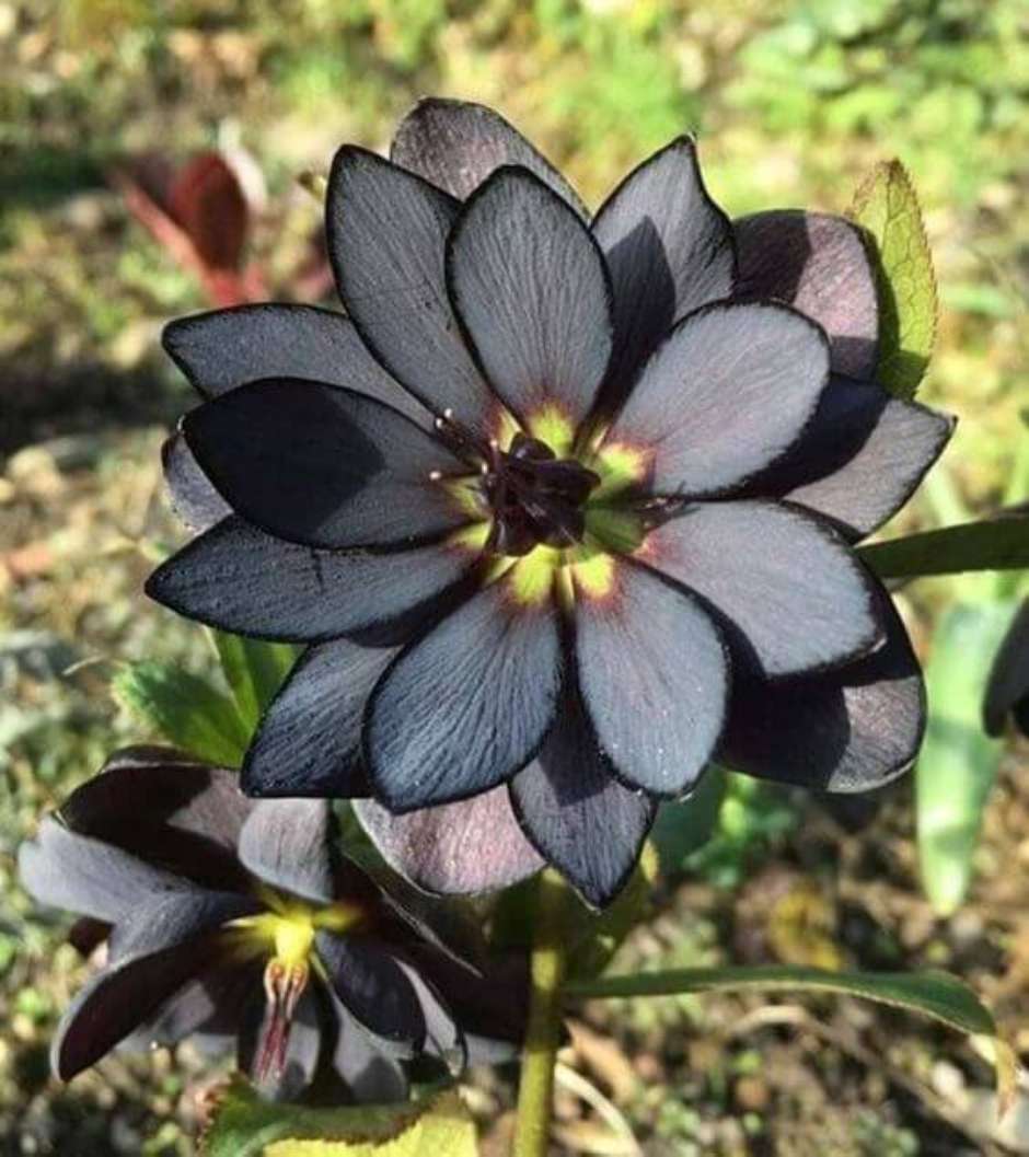 flores exóticas escuras