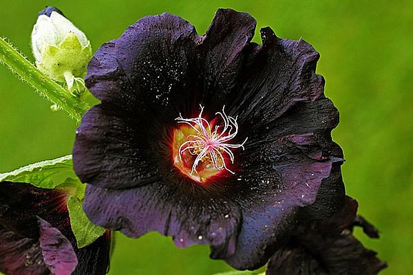 flores misteriosas