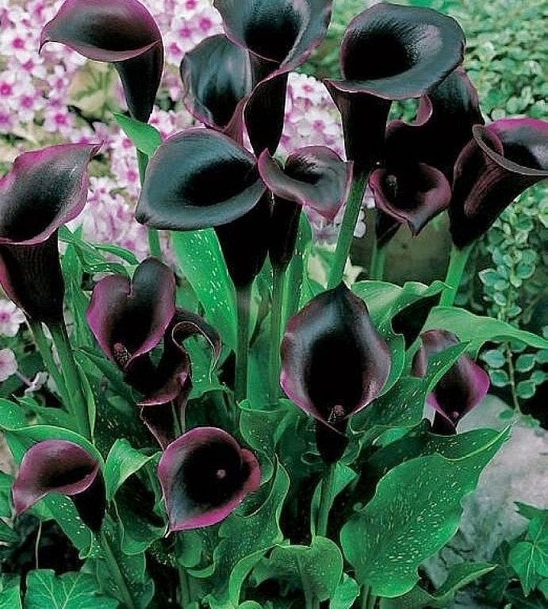nomes de flores escuras