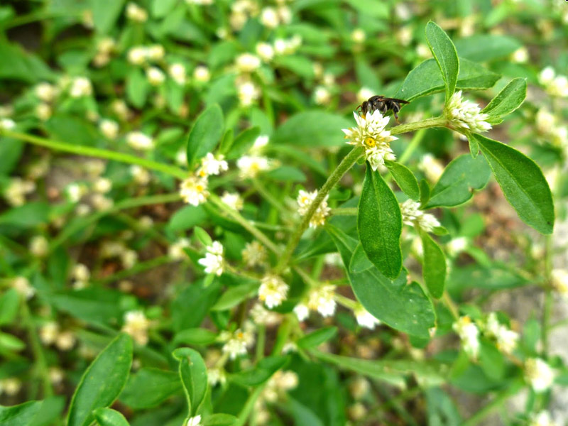 melhores flores para abelhas