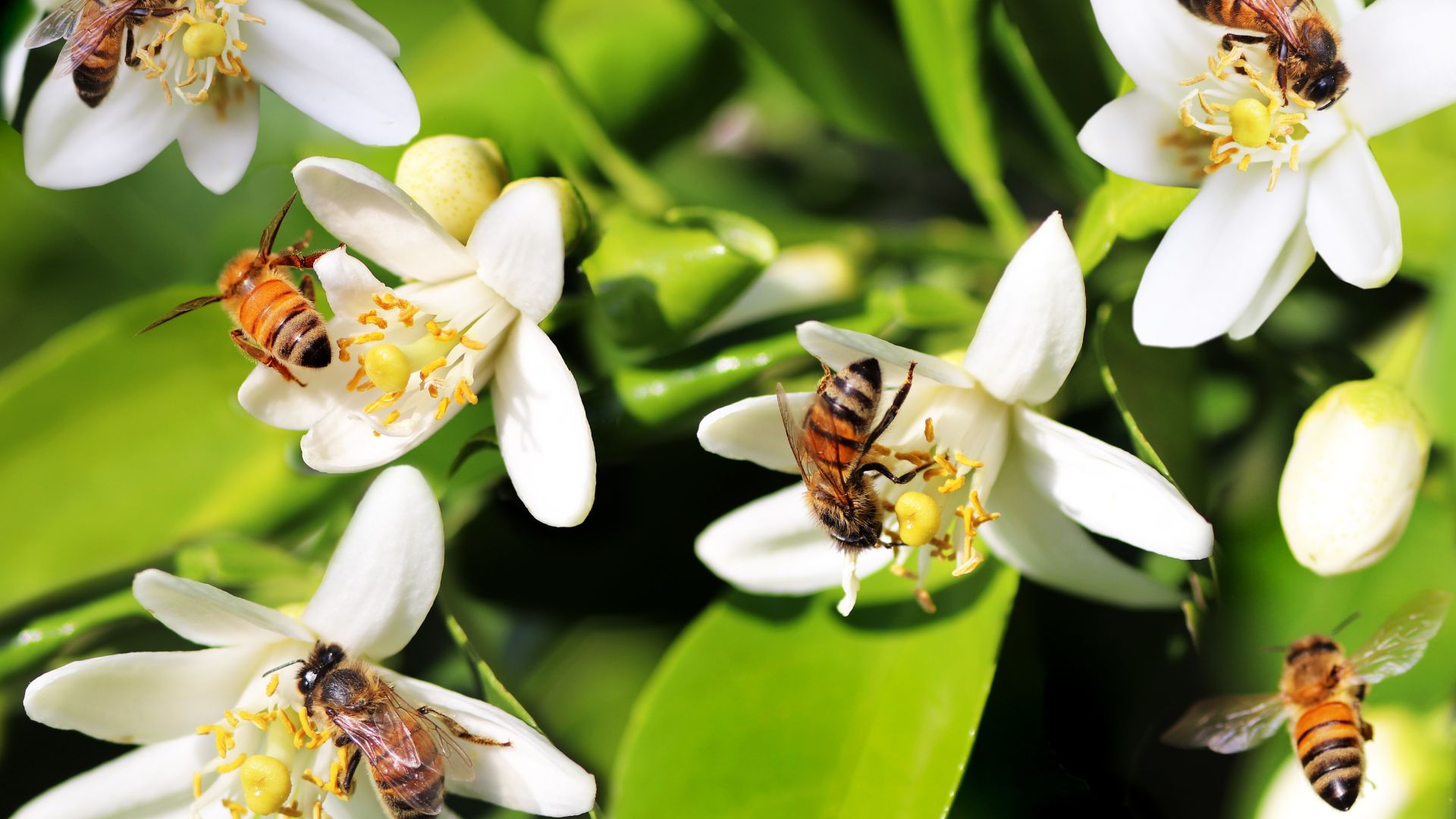 como atrair abelhas para o jardim