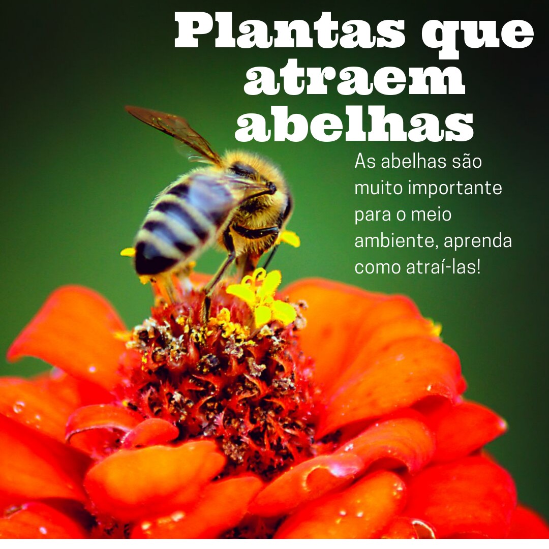 melhores flores para abelhas