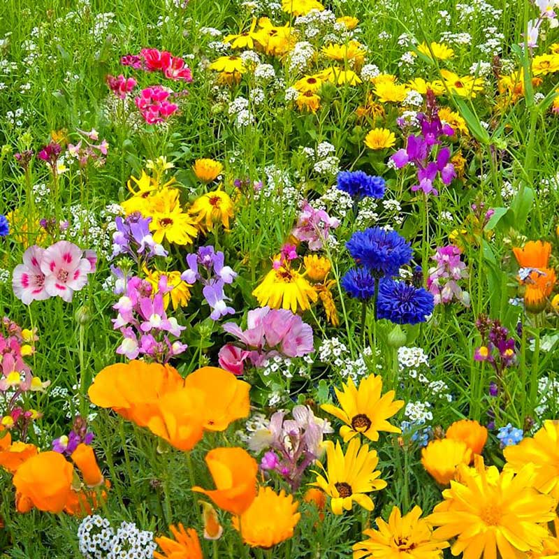 flores roxas para abelhas