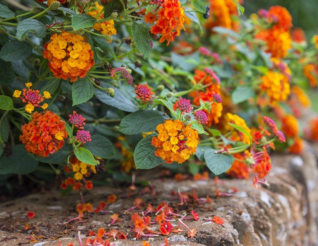 melhores flores para atrair abelhas em vasos