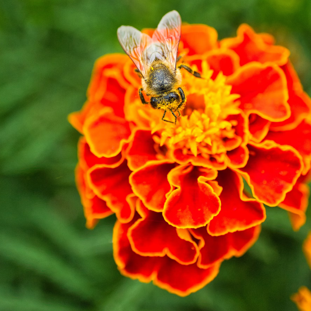 erros comuns ao plantar flores para abelhas