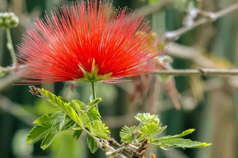 custo médio para manter um jardim florido o ano inteiro
