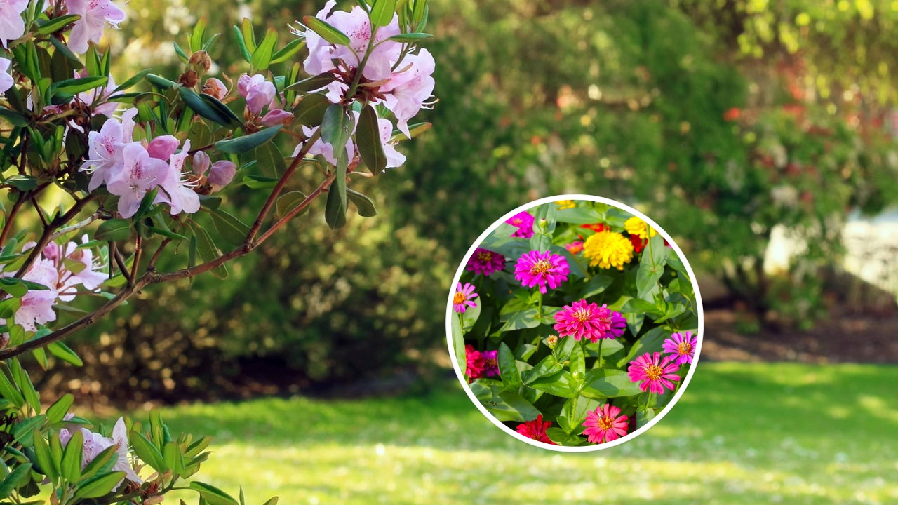 plantas de meia sombra que florescem o ano todo