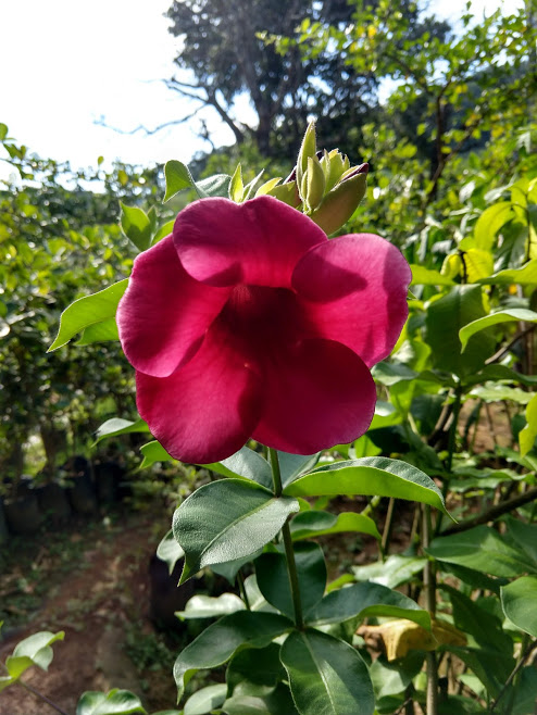 melhores flores que dão o ano todo para iniciantes