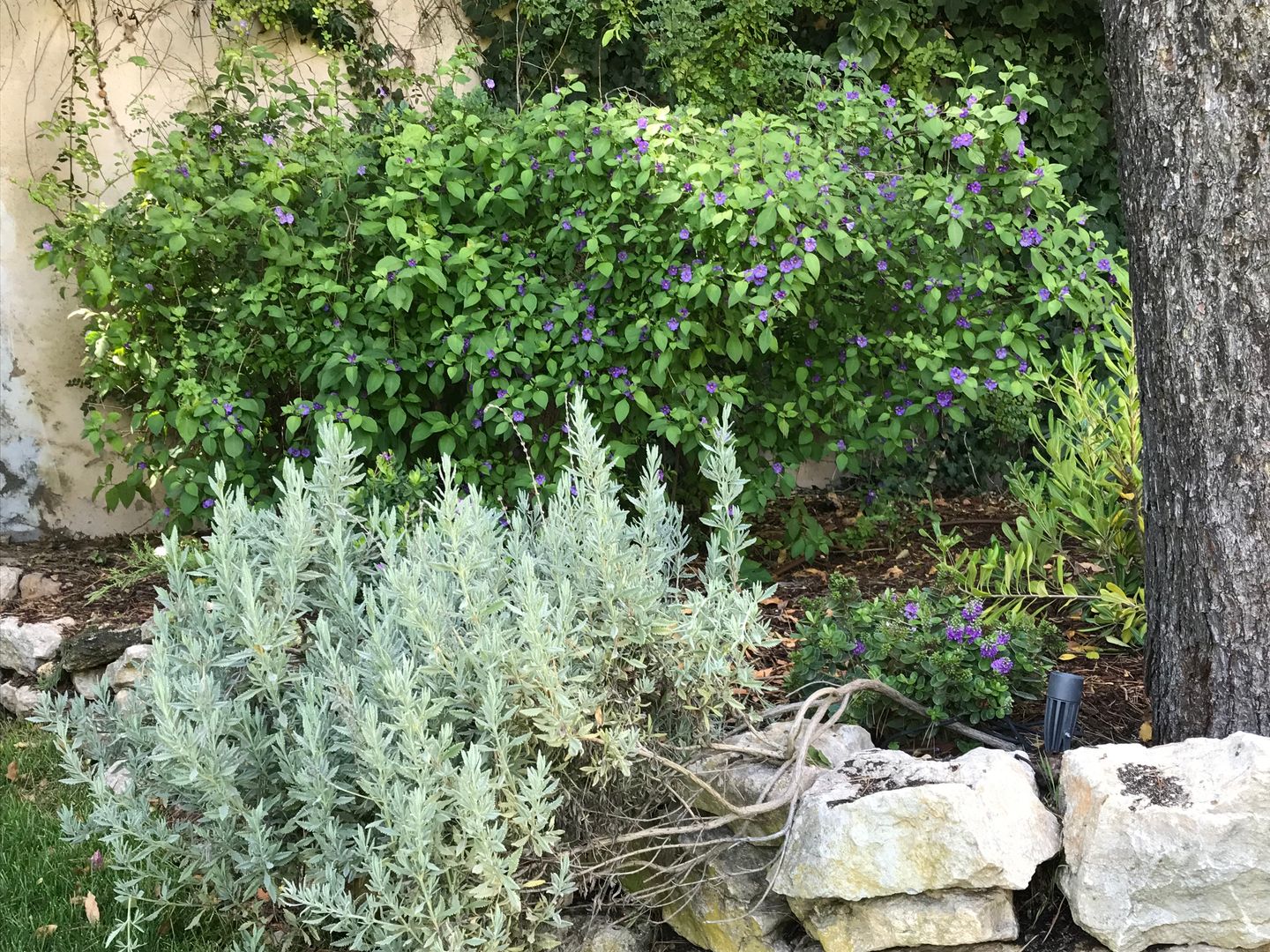 custo médio de plantas que florescem o ano inteiro