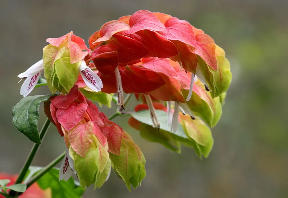 flores que duram o ano todo vs flores sazonais