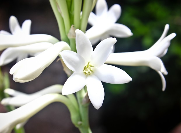 flores de inverno resistentes