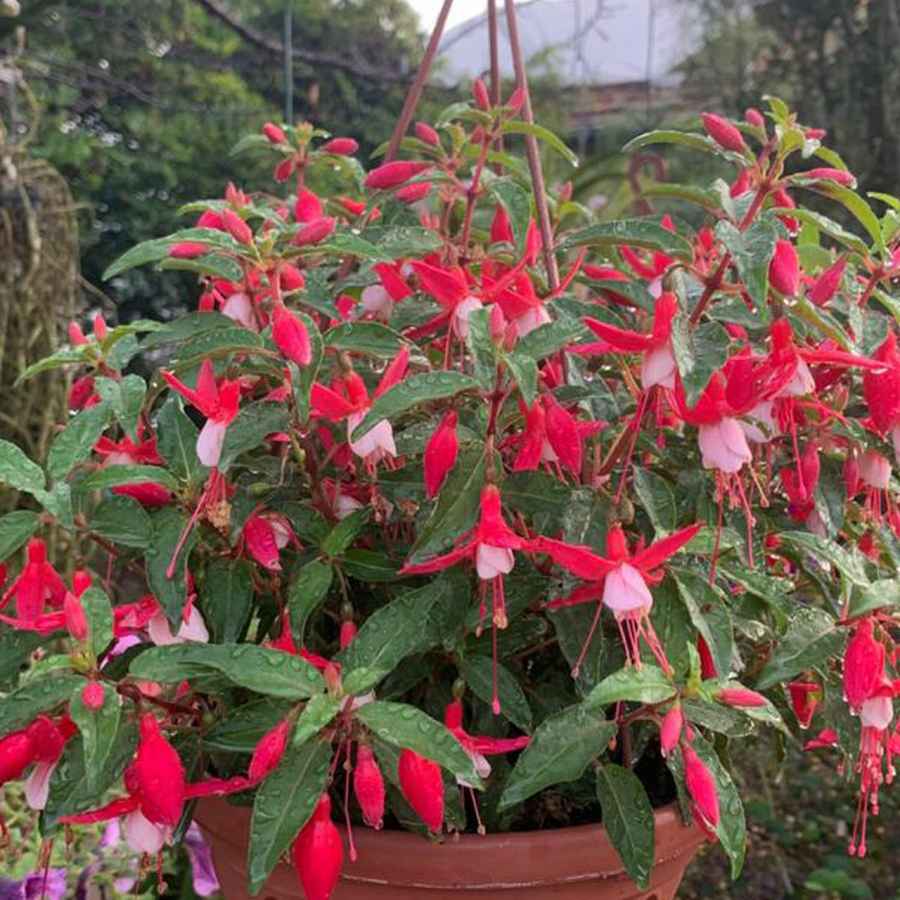 jardim de inverno colorido