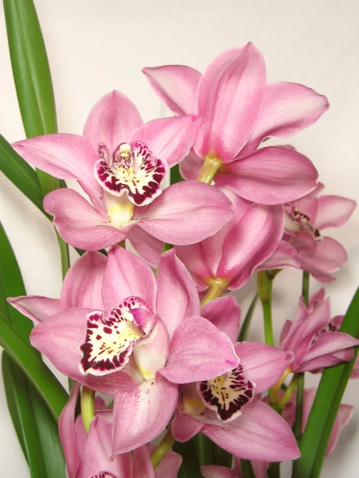 flores para plantar no inverno