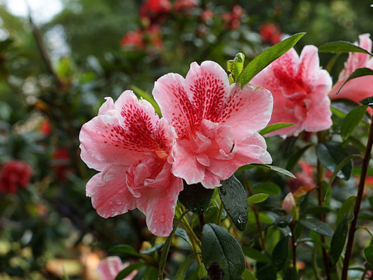 cuidados com flores de inverno