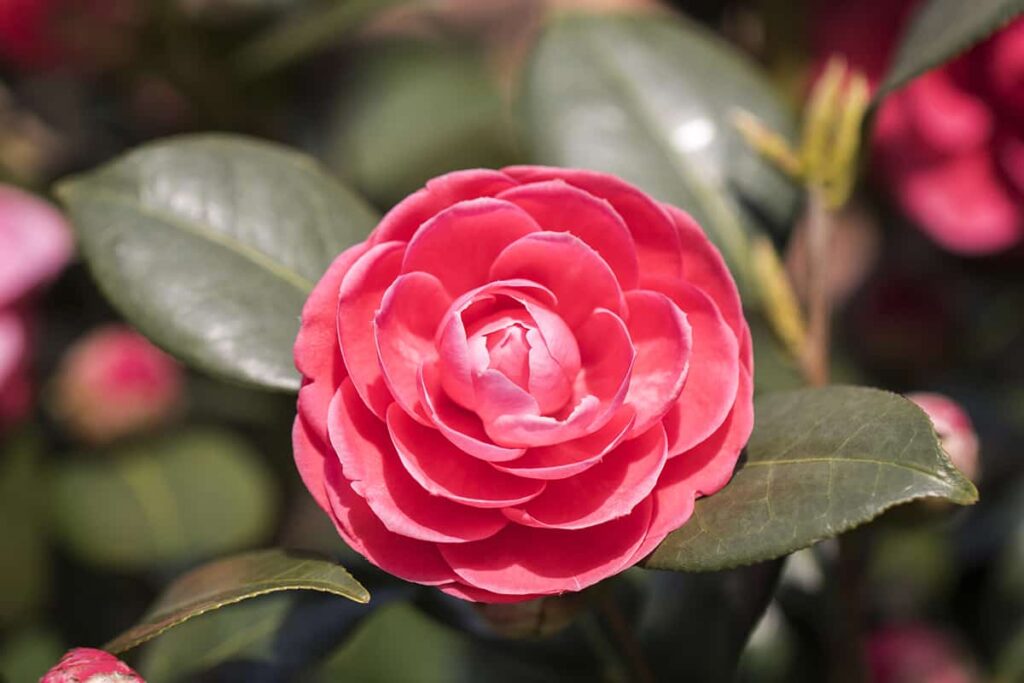 flores que dão cor no inverno