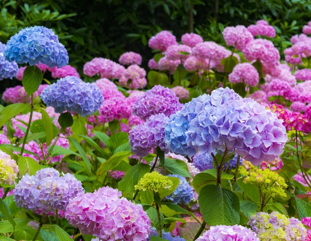 cores no inverno jardim