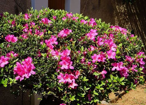 cuidados com flores de inverno