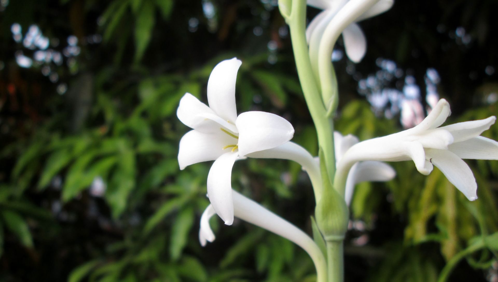 árvores floridas no inverno