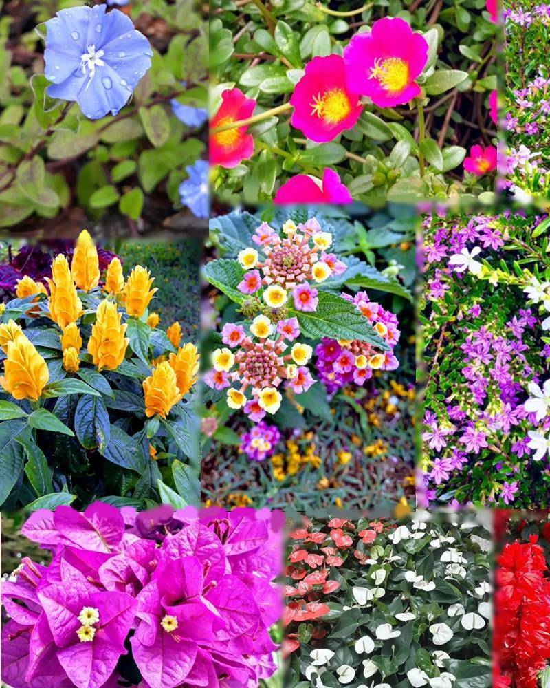 plantas para jardim externo que florescem o ano todo