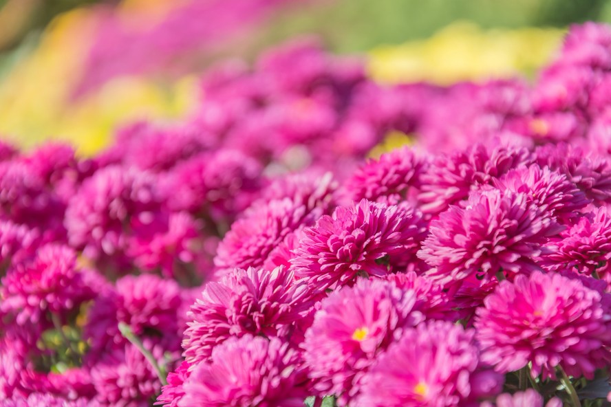 flores para apartamento que florescem o ano todo