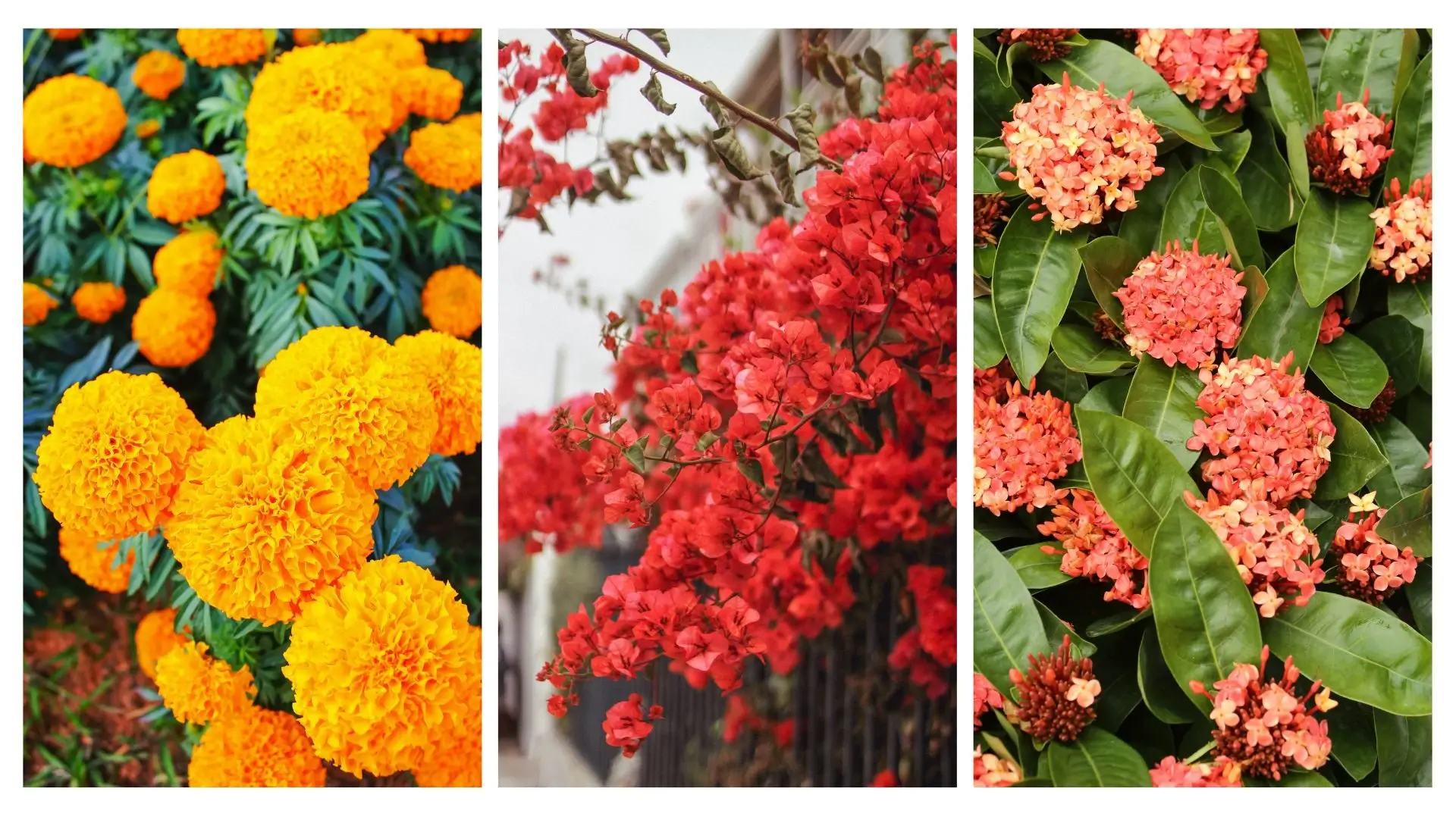 plantas de sol pleno com floração contínua