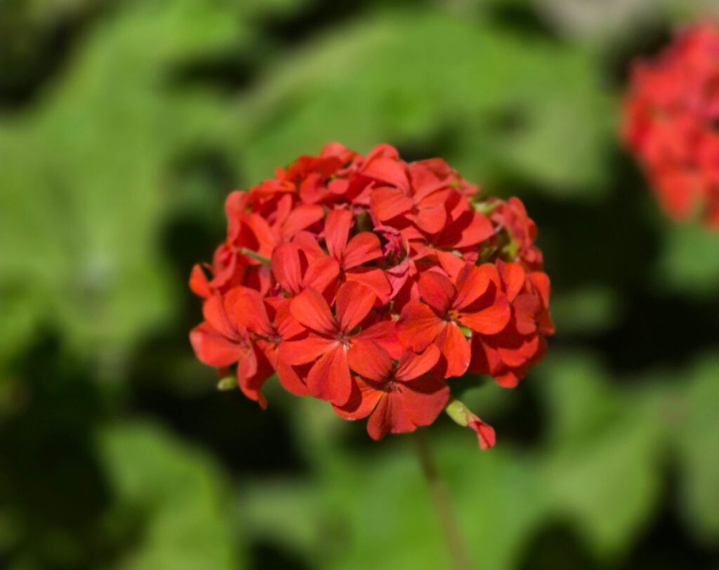 flores para meia sombra