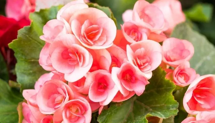 plantas que florescem o ano todo