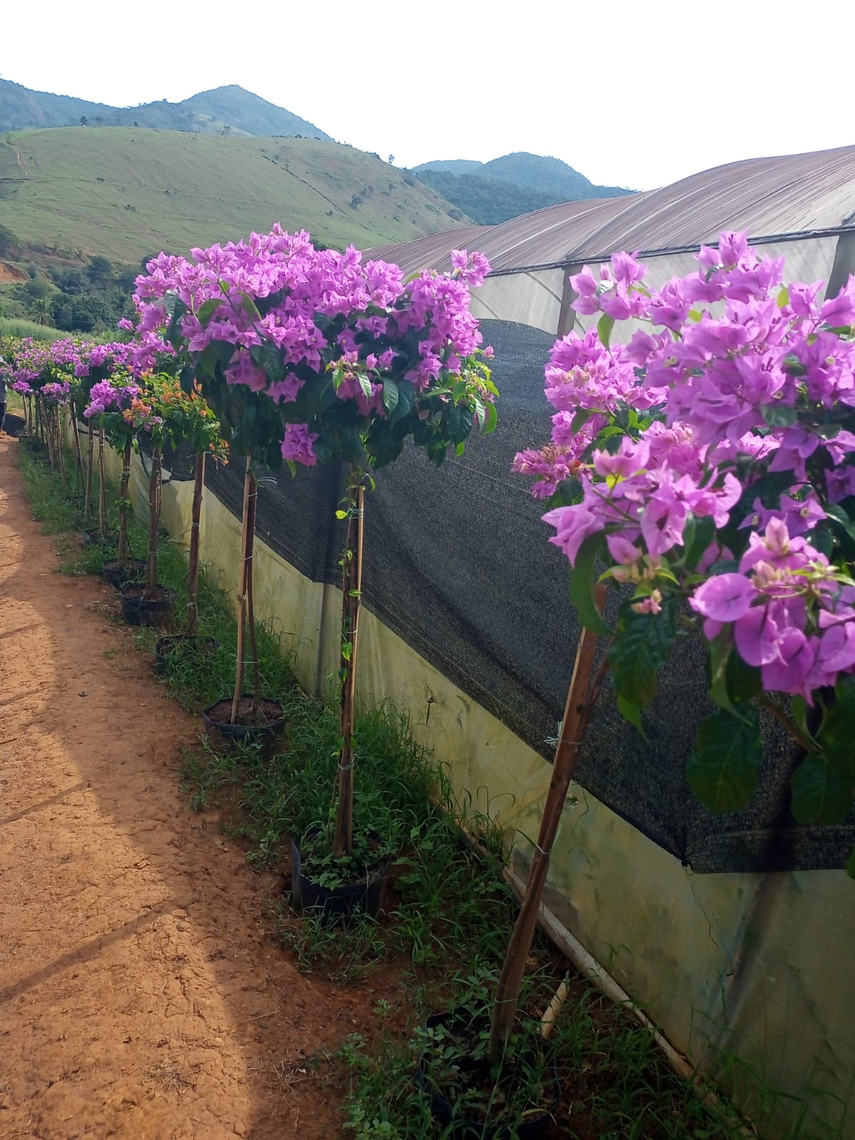 espécies de flores perenes