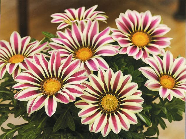 plantas perenes para jardim brasileiro