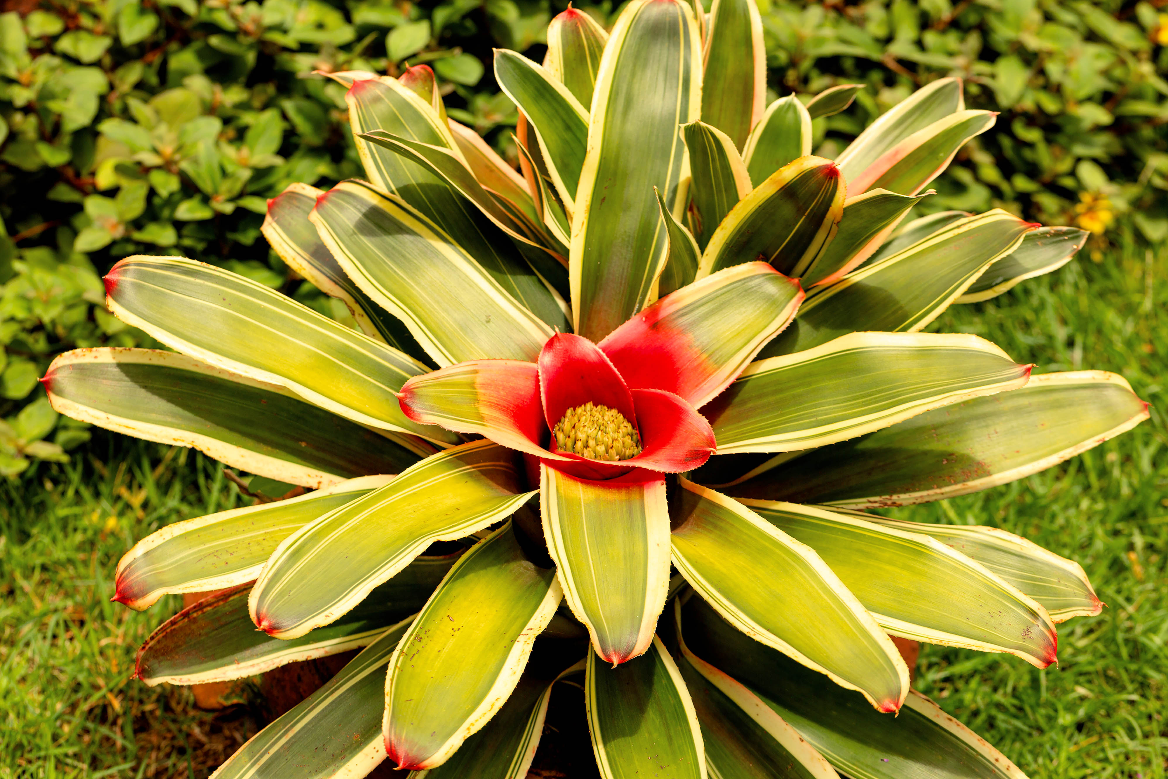 plantas que florescem o ano todo em apartamento