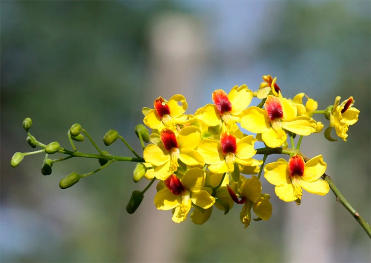plantas perenes para jardim brasileiro