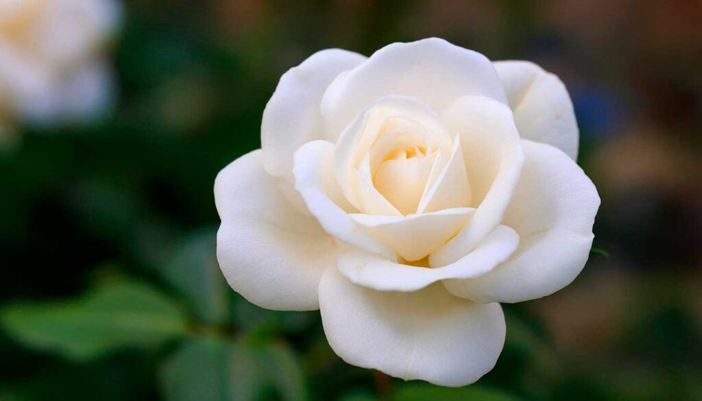 flores que representam o amor