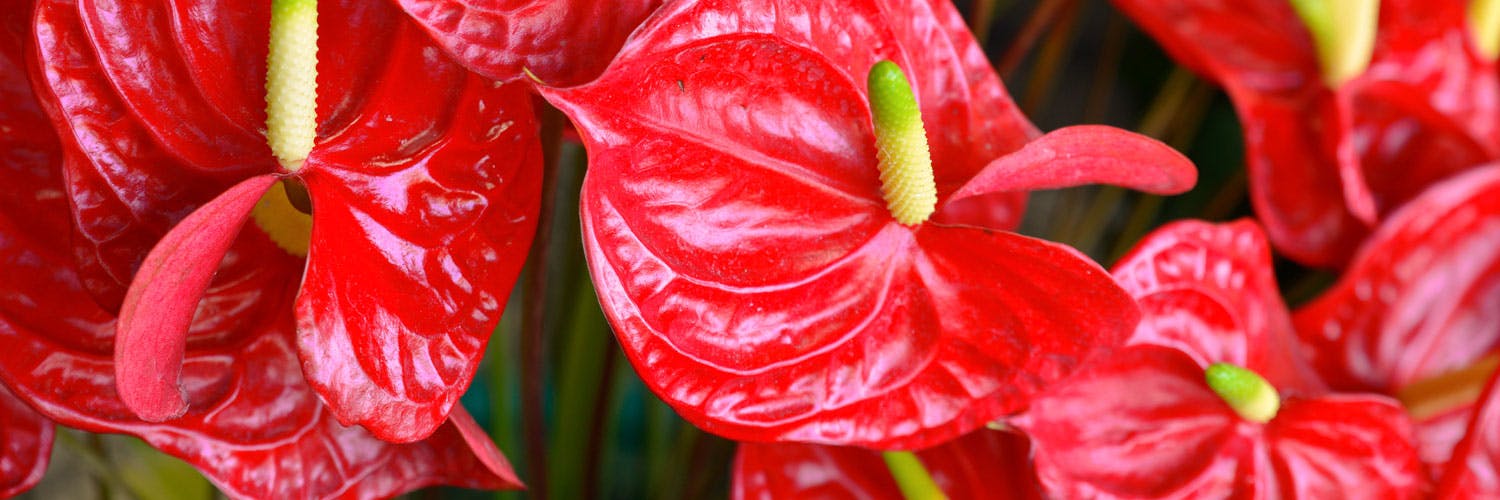 flores que representam amor eterno