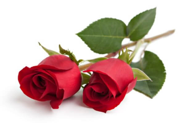 erros ao escolher flores para o amor