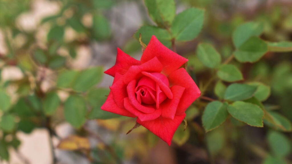 quanto custa um buquê de flores de amor