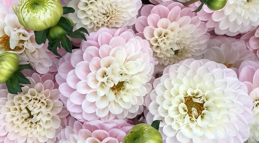 flores exóticas com significado de amor