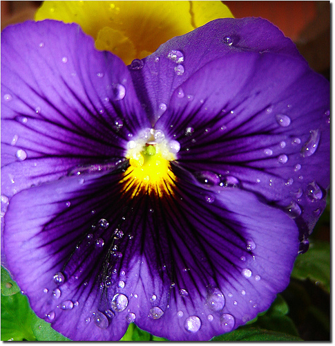 significado das cores das flores para amor