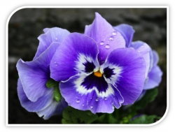 linguagem das flores e seus significados